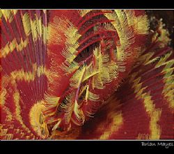 Close up of colourful Feather Duster by Brian Mayes 